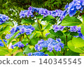 hydrangea   140345545