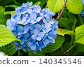 hydrangea   140345546