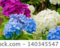 hydrangea   140345547