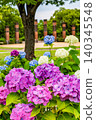 hydrangea   140345548