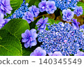 hydrangea   140345549