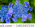 hydrangea   140345550