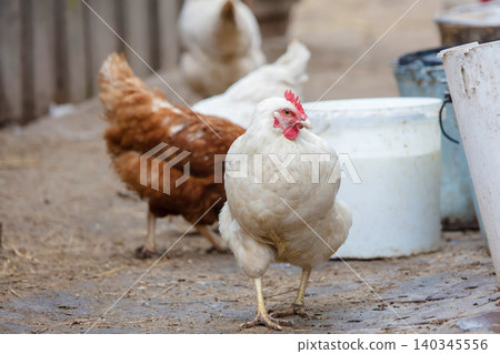 A white chicken walks around a farmyard with plastic buckets in the background. A white chicken walks around a farmyard with plastic buckets in the background. 140345556