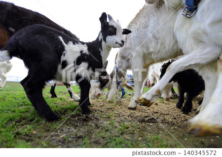A herd of goats of different breeds eat grain scattered on the ground. A herd of goats of different breeds eat grain scattered on the ground. 140345572