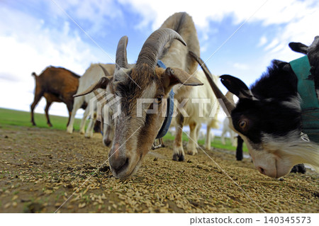 A herd of goats of different breeds eat grain scattered on the ground. Low angle. They have funny faces. 140345573