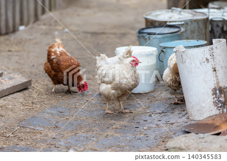 Chickens foraging in a farmyard near white buckets and equipment on a sunny day Chickens foraging in a farmyard near white buckets and equipment on a sunny day 140345583