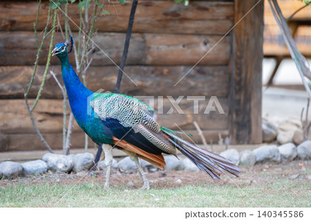 Colorful peacock gracefully wandering in a garden near a rustic wooden cabin during daytime Colorful peacock gracefully wandering in a garden near a rustic wooden cabin during daytime 140345586
