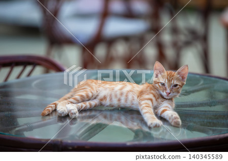 Cat lounging lazily on a glass table in an outdoor setting during daylight hours Cat lounging lazily on a glass table in an outdoor setting during daylight hours 140345589