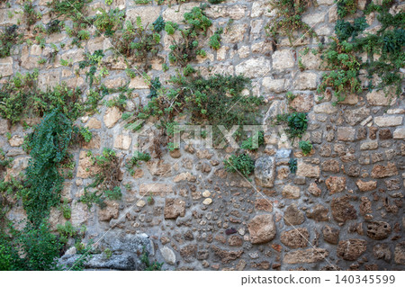 The plant grows on an old stone wall. The plant is green and has leaves. The plant grows on an old stone wall. The plant is green and has leaves. 140345599