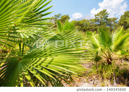 Lush green palm leaves under bright blue sky in tropical landscape 140345608