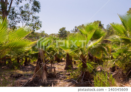 Lush palm grove thriving under bright sunlight showcases nature's beauty in a serene landscape Lush palm grove thriving under bright sunlight showcases nature's beauty in a serene landscape 140345609