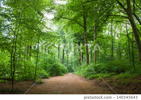 Forest path through green trees, dirt road in lush summer woodland, beautiful scenic walkway, nature trail background with copy space Forest path through green trees, dirt road in lush summer woodland, beautiful scenic walkway, nature trail background with copy space 140345643