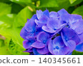 hydrangea   140345661