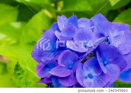 hydrangea hydrangea 140345661