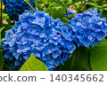 hydrangea   140345662