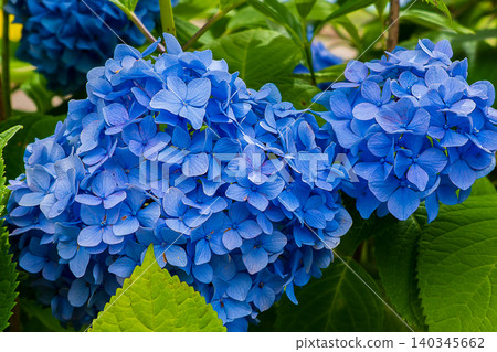 hydrangea hydrangea 140345662