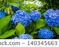 hydrangea   140345663