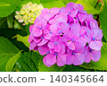 hydrangea   140345664