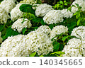hydrangea   140345665