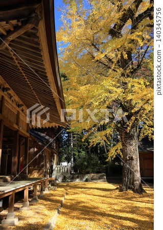 一棵染成黃色的大銀杏樹,以及鋪滿落葉的地面。 一棵染成黃色的大銀杏樹,以及鋪滿落葉的地面。 140345756