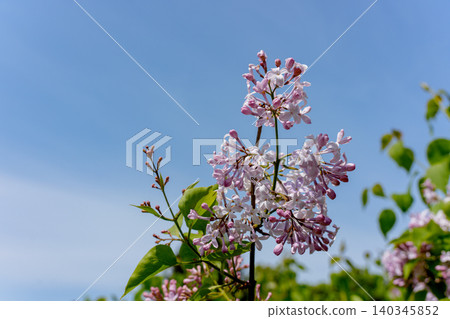 盛開的丁香：美麗的丁香花裝飾著北海道札幌的初夏。 140345852