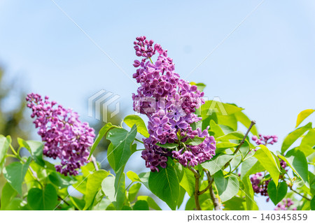 Lilacs in full bloom: Beautiful flowers that adorn the early summer in Sapporo, Hokkaido. Lilacs in full bloom: Beautiful flowers that adorn the early summer in Sapporo, Hokkaido. 140345859