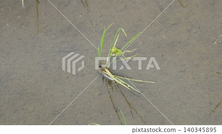 A frog A frog 140345895