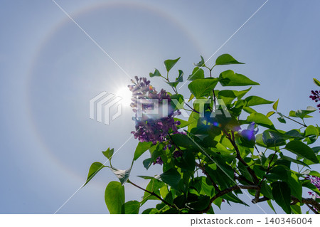 紫丁香盛開，周圍環繞著光暈：這是北海道初夏出現的一種奇特天氣現象。 140346004