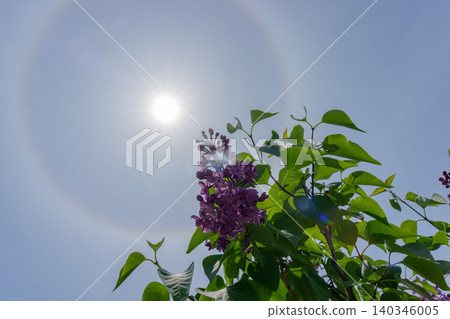 Lilacs in full bloom and a halo: A fantastical weather phenomenon seen in early summer in Hokkaido. Lilacs in full bloom and a halo: A fantastical weather phenomenon seen in early summer in Hokkaido. 140346005