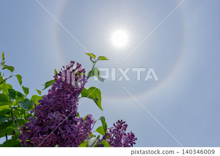 Lilacs in full bloom and a halo: A fantastical weather phenomenon seen in early summer in Hokkaido. Lilacs in full bloom and a halo: A fantastical weather phenomenon seen in early summer in Hokkaido. 140346009