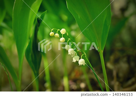 Lily of the valley (Convallaria majalis) Lily of the valley (Convallaria majalis) 140346153