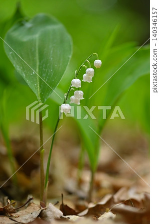 Lily of the valley (Convallaria majalis) Lily of the valley (Convallaria majalis) 140346157