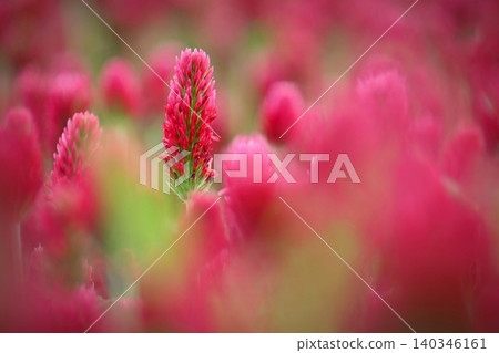 A beautiful blooming red field in the Czech Republic. Concept for nature and agriculture. Beautiful red flowers. Spring nature background. Clover incarnate - Trifolium incarnatum A beautiful blooming red field in the Czech Republic. Concept for nature and agriculture. Beautiful red flowers. Spring nature background. Clover incarnate - Trifolium incarnatum 140346161