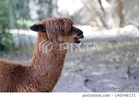Alpaca in a clearing Alpaca in a clearing 140346171