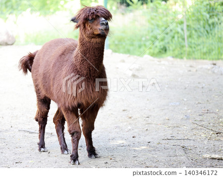 Alpaca in a clearing Alpaca in a clearing 140346172