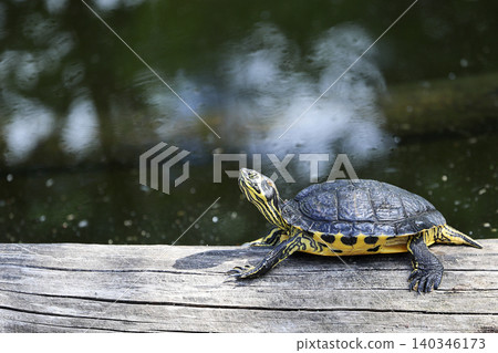 Turtle Yellow-bellied slider near the water Turtle Yellow-bellied slider near the water 140346173