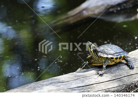 Turtle Yellow-bellied slider near the water Turtle Yellow-bellied slider near the water 140346174