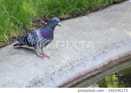 Pigeon near the water Pigeon near the water 140346175