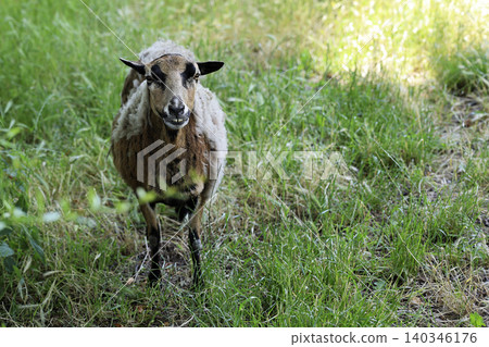 Goat in a clearing Goat in a clearing 140346176
