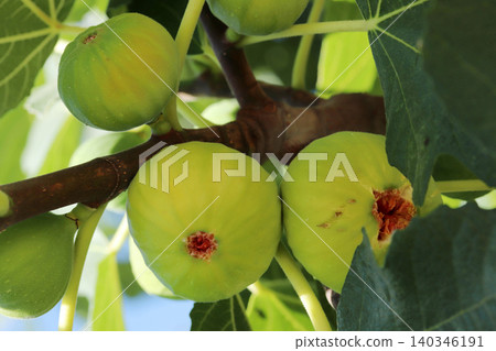 Ripe figs fruit on branches, close up Ripe figs fruit on branches, close up 140346191