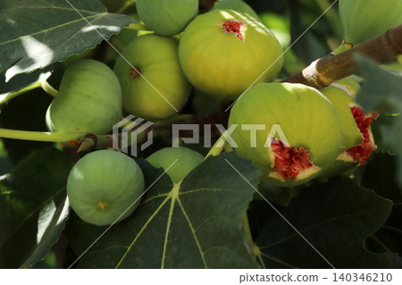 Ripe figs fruit on branches, close up Ripe figs fruit on branches, close up 140346210