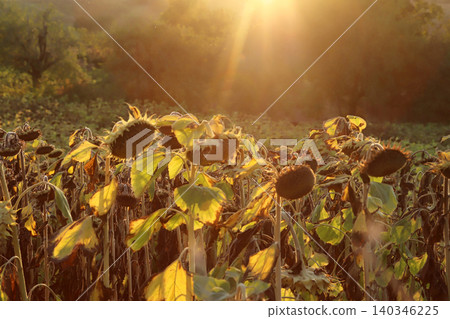 In the field ripe sunflower In the field ripe sunflower 140346225