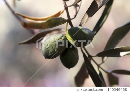 Olives on olive tree in autumn 140346468