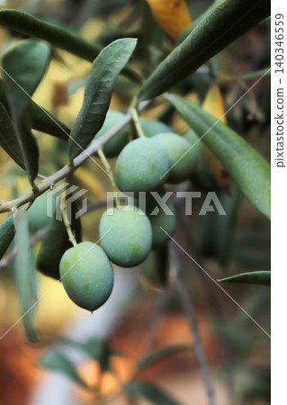 Olives on olive tree in autumn Olives on olive tree in autumn 140346559