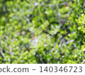 A hovering dragonfly (Anax parthenope) 140346723