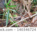 A hovering dragonfly (Anax parthenope) 140346724