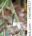 Dragonfly perched on a branch 140346727