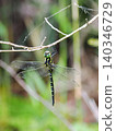 Dragonfly perched on a branch 140346729