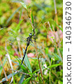 A dragonfly perched on a blade of grass. 140346730
