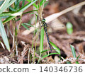A dragonfly perched on a blade of grass. 140346736